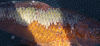 000_0436.GIF