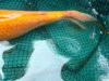Orange4.jpg
