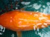Orange3.jpg