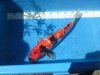2010-06-05 Showa Nissai 45cm (6)x.jpg