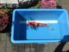 2010-06-05 Showa Nissai 45cm (1)x.jpg