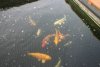 koi.jpg