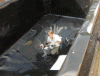 4a.gif