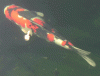 9a.gif