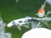 unser kumunryo im juni 2010 006.jpg