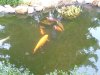 15. märz 2011 001.jpg