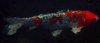 10309_thumbnailhbjk.jpg