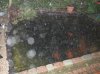 Teich bei Regen.jpg