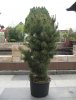 Gartengestalltung 005.JPG