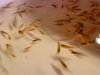 DSC00465.JPG