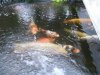 unsere paddler 10.1.2013 001.jpg