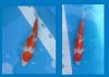 Koi6.jpg