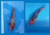 Koi4.jpg