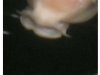 lippe.jpg