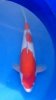 kohaku 3  male.JPG