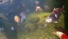 Unterwasser HD_2017-01-14_124314.jpg