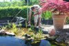IMG_4654a.jpg