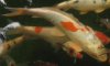 koi.JPG