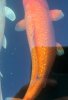 IMG_8051c.jpeg