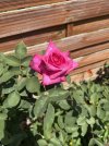 IMG_6638.jpeg