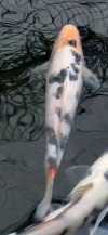 sashimi2.JPG
