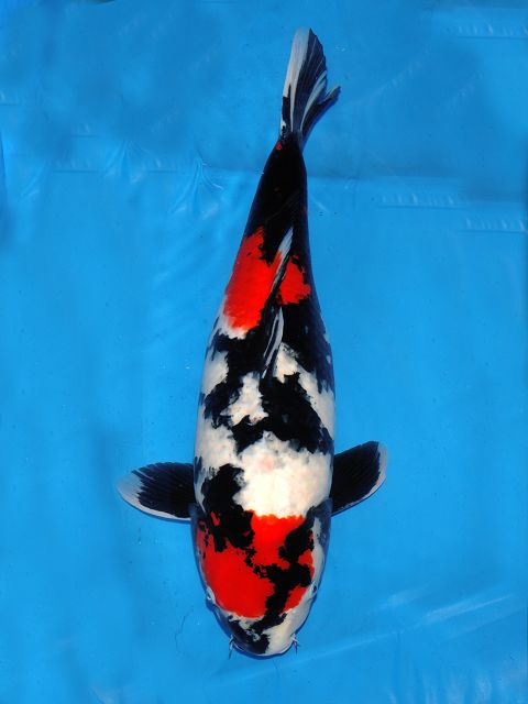 k-dsc_9535.jpg