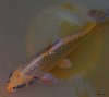 Koi  01.JPG