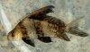 PICT0939.JPG