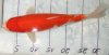16.10.08 Koi 047. 1 jpg.jpg