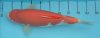 30.08.09 Kohaku.jpg