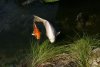 DSC02632.jpg
