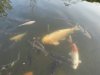 DSC01248.JPG