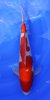 Kohaku 40 cm.jpg