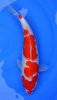 Kohaku 37 cm.jpg