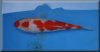 Kohaku010.jpg