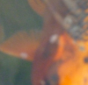 vanpersie4.PNG