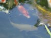 unser teich 8 juli 2010 006.jpg