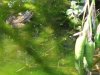frosch1.JPG