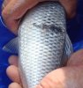fischreiher2.jpg