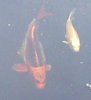 koi.jpg