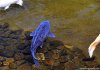 blue-koi-500x346.jpg