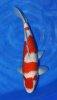 Kohaku 53 cm Nisai nr 36.jpg