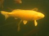 gelbfisch2.jpg