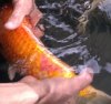 Koi fleck2.jpg
