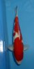 Kohaku 40-45 cm (1).JPG
