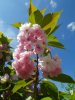 Kirschblüte.jpg
