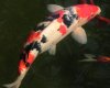 koi 10.05.08 60cm.jpg