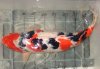 17.10.08 Koi 60 cm.jpg