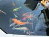 koi 2013_07_8.jpg