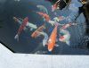 koi 2013_07_2.jpg